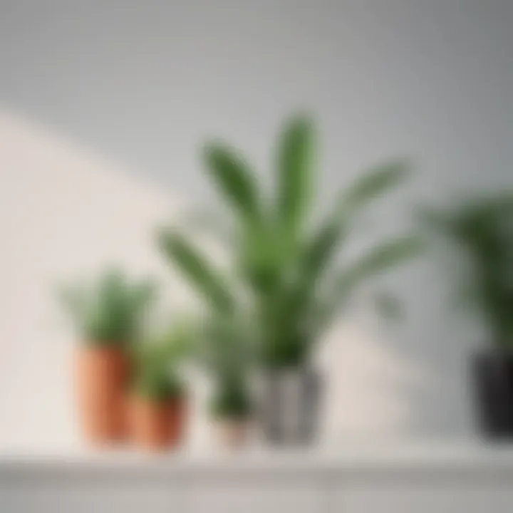 Stylish arrangement of various plants in a minimalist setting