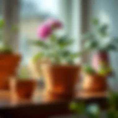 Functionality of Flower Pot Saucers in Water Protection Functional flower pot saucers protecting surfaces from water damage